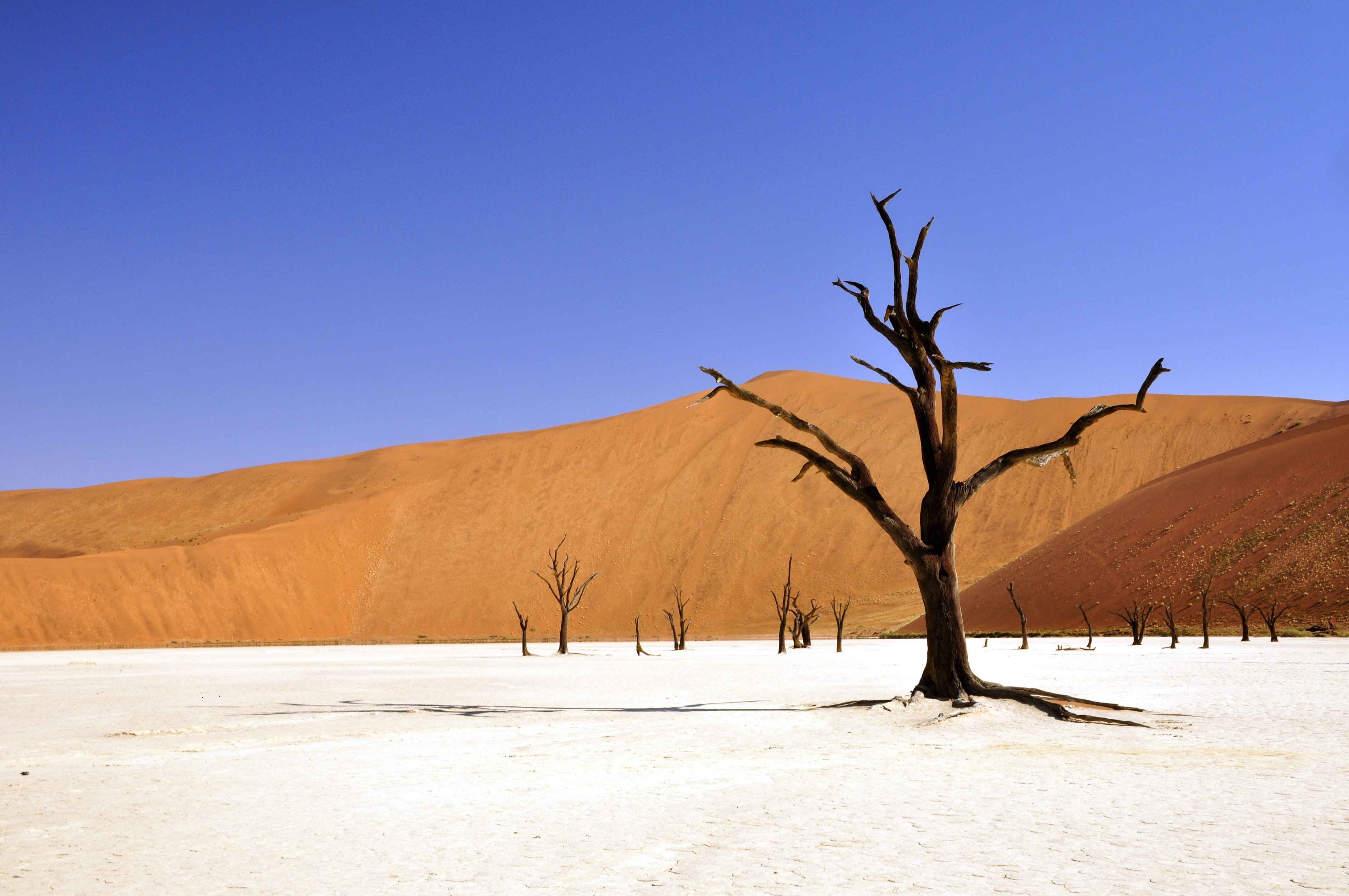 Desert backdrop